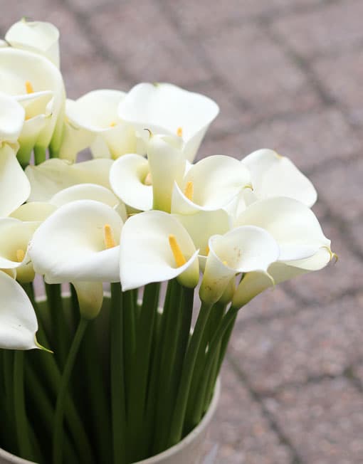 arum-lillies1 (1).jpg